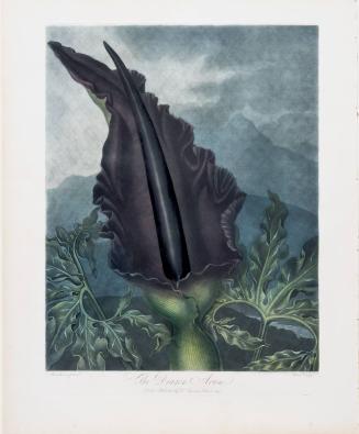 The Dragon Arum