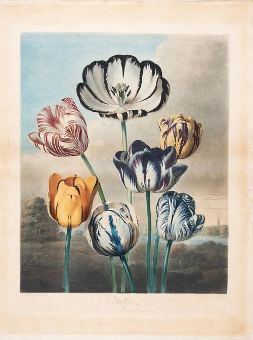 Tulips