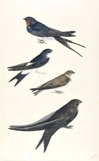 English birds: the Common Swallow, the House Martin, the Sand Martin, and the Swift