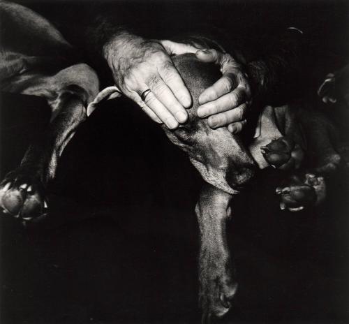William Wegman with Chip and Battina