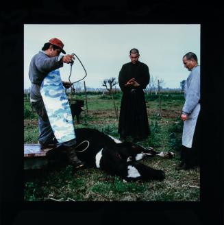 Priests Slaughtering Cow