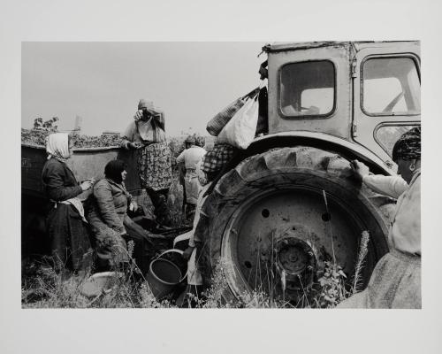 Grape Harvest, Moldova