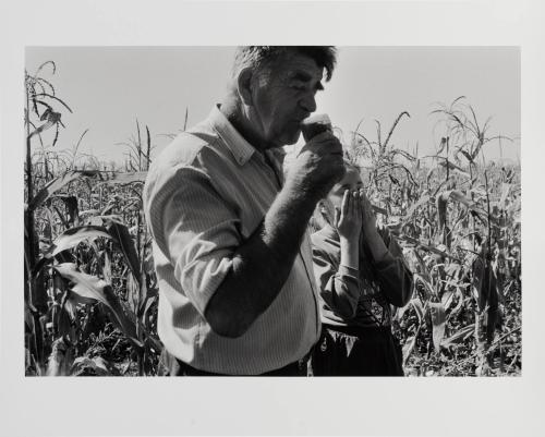 Corn Harvest, Moldova