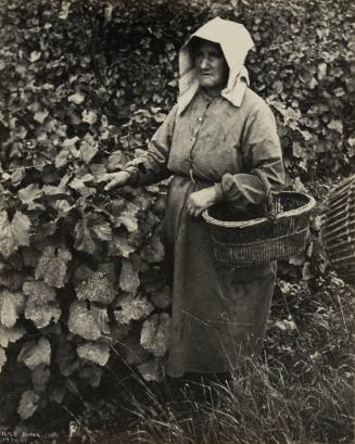 Old woman picking grapes, Chateau de Pommery, Reims