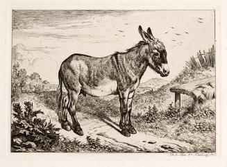 Donkey in field