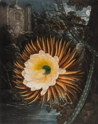 The Night-Blowing Cereus