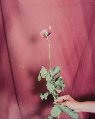 untitled (opium flower with pink fabric)