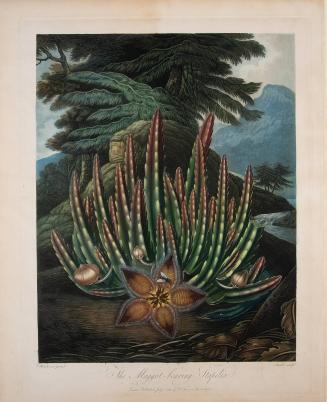 The Maggot-bearing Stapelia