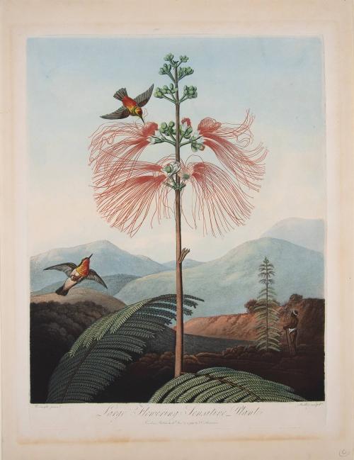 Large Flowering Sensitive Plant
