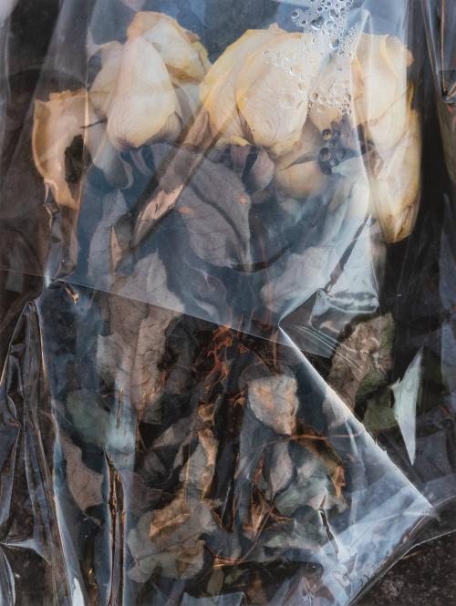 [Wilting white roses covered by plastic]