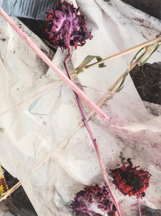 [Pink flowers against white plastic]