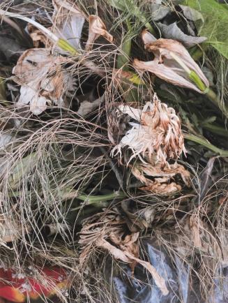 [Wilting flowers]