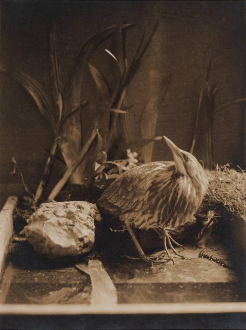 Still life with bird