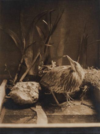 Still life with bird