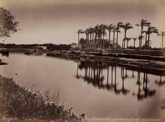 Palms along the canal, Alexandria, Egypt