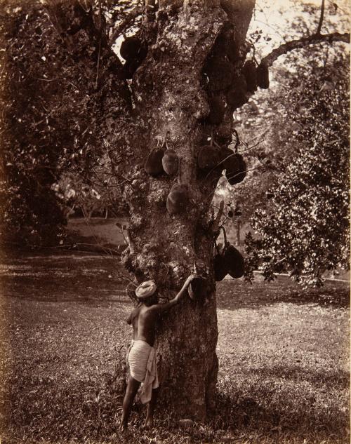 Jack fruit tree, Ceylon