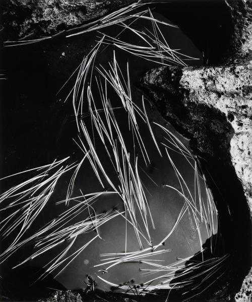 Pine Needles on Water