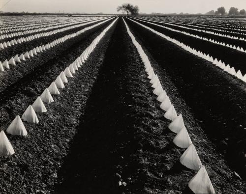 Tomato Plants, California
