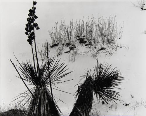 Dune, White Sands, New Mexico