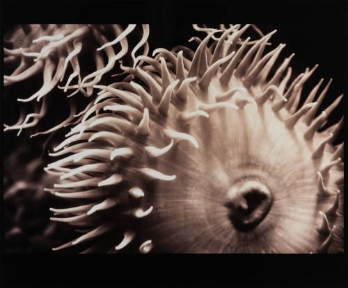 Sea Anemone - Actiniaria