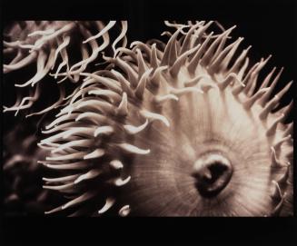 Sea Anemone - Actiniaria