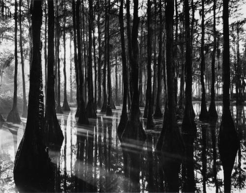 Cypress Swamp, North Carolina