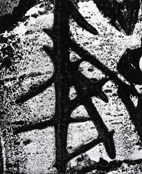 Birch Bark Abstraction