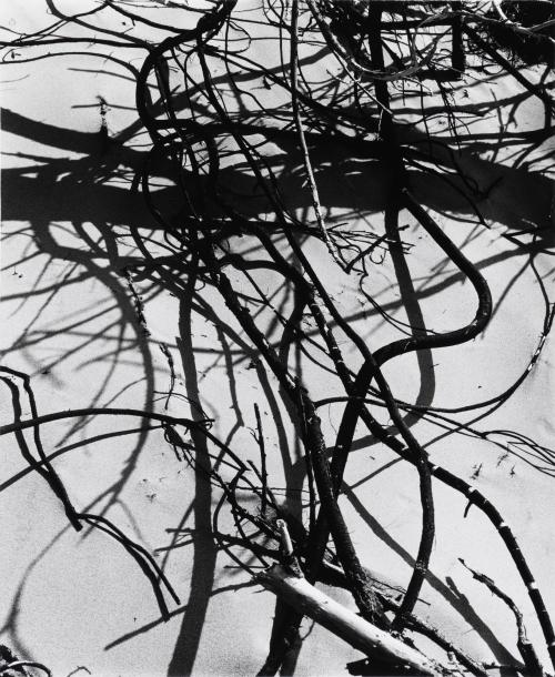 Dead Branches, Detail, White Sands, New Mexico