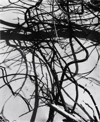 Dead Branches, Detail, White Sands, New Mexico