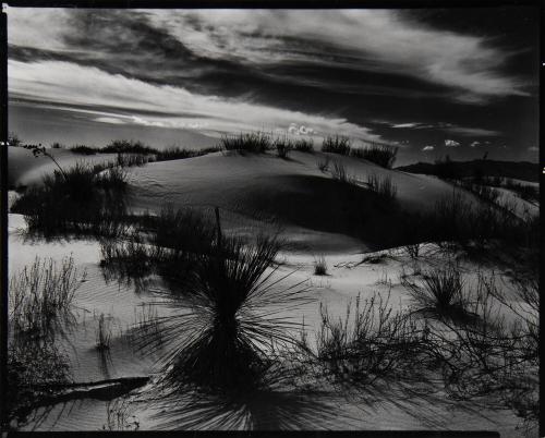 Yucca and Dunes