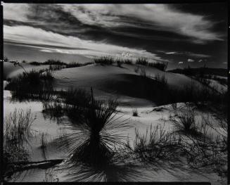 Yucca and Dunes