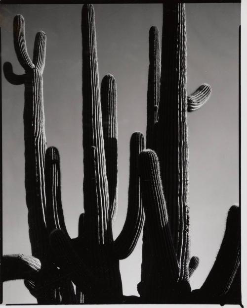 Saguaros, Arizona