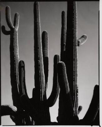 Saguaros, Arizona