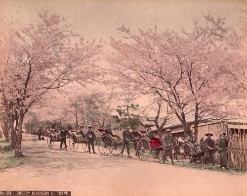 Cherry Blossoms at Tokyo