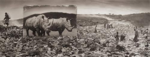 Wasteland With Rhinos