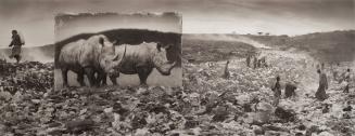 Wasteland With Rhinos