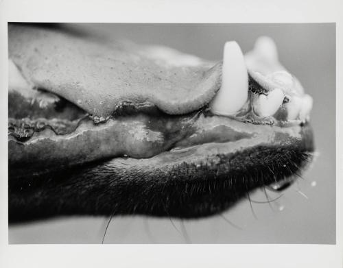 Dog Snout II - Canis Domesticus