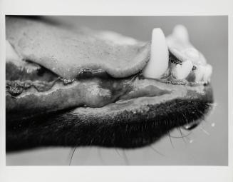 Dog Snout II - Canis Domesticus