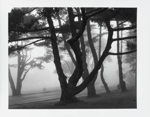 Lincoln Park, San Francisco