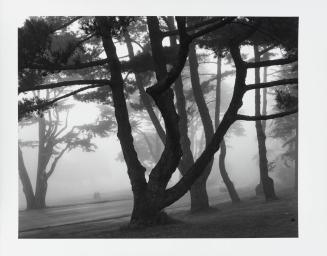 Lincoln Park, San Francisco