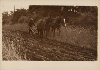[Pictorial study of horses plowing a field]