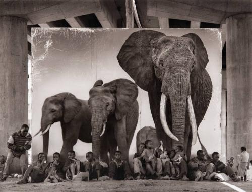Homeless Kids with Elephants