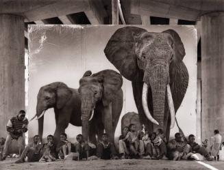 Homeless Kids with Elephants