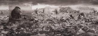 Wasteland With Lion