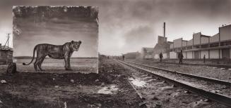 Railway Line with Lioness