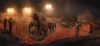 Highway Construction with Elephants, Workers & Fence