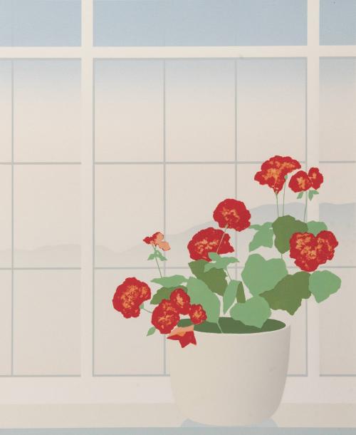 Geraniums