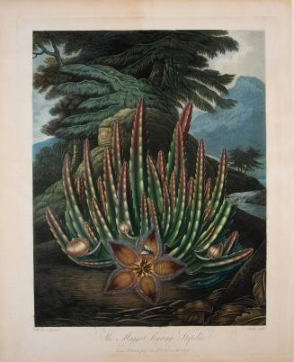 The Maggot-bearing Stapelia