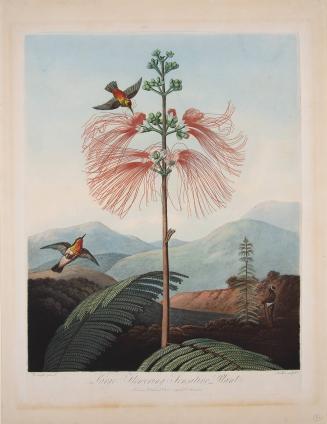 Large Flowering Sensitive Plant