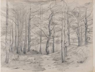 [Trees in the woods]